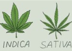 Cannabis, canapa industriale e ripartenza: un esempio possibile di green economy.