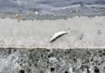 Moria di pesci: salviamo il fiume Olona